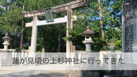 蓮が見頃の上杉神社に行ってきた